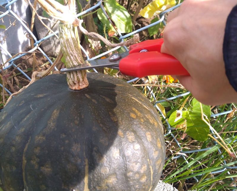 カボチャのヘタを切っている画像です