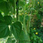 北見の気温2025/09/07