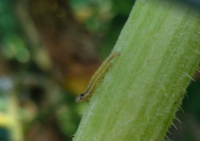 ヨツモンキヌバコガの幼虫の画像です