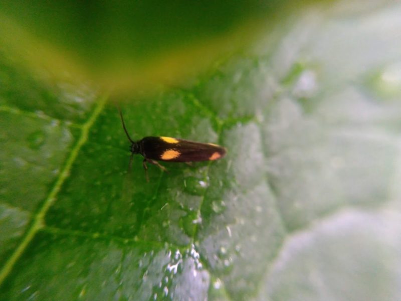 ヨツモンキヌバコガの成虫の画像です