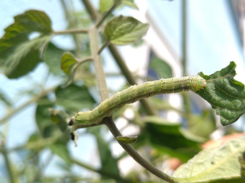 タバコガ類の幼虫の画像です