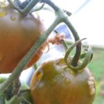 北見の気温2025/09/08