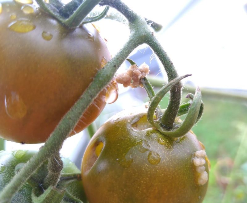 何者かに穴を開けられたトマトの画像です