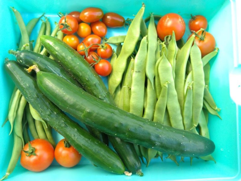 収穫した野菜の画像です