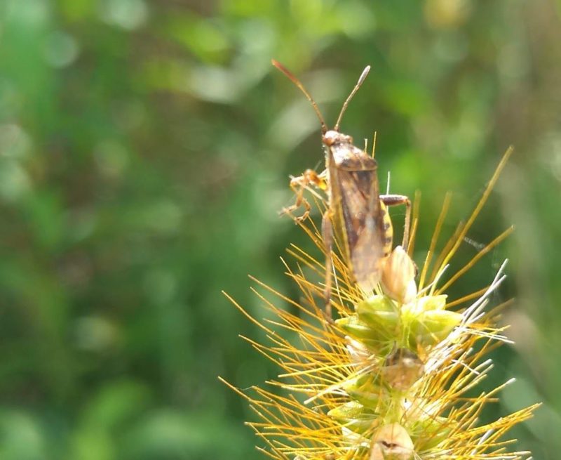 ヒゲナガカメムシの画像です