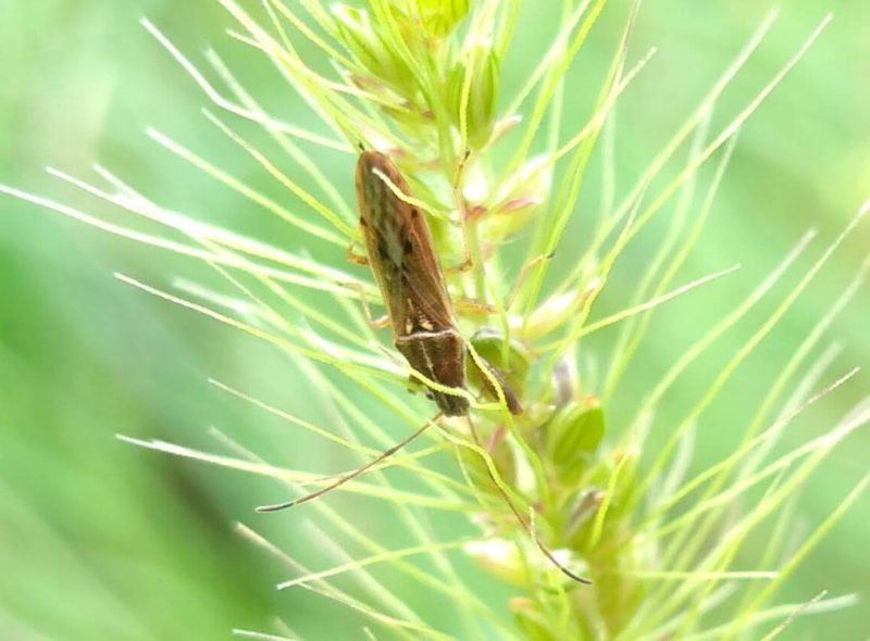 ８月２９日に見たヒゲナガカメムシの画像です