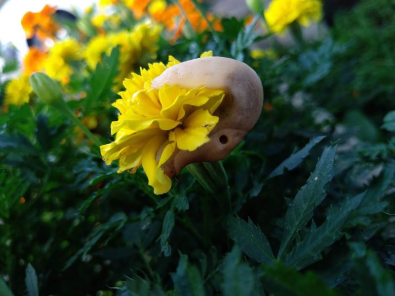 マリーゴールドの花の上のナメクジの画像です
