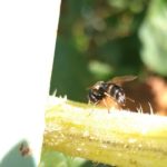 北見の気温2025/09/12