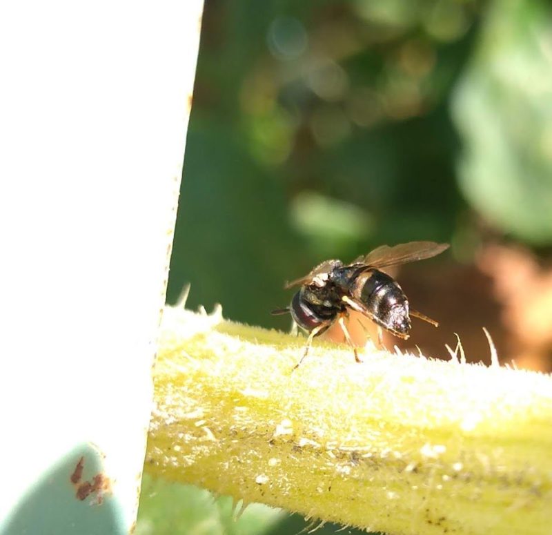 後ろ脚を擦り合わせている小さなアブの画像です