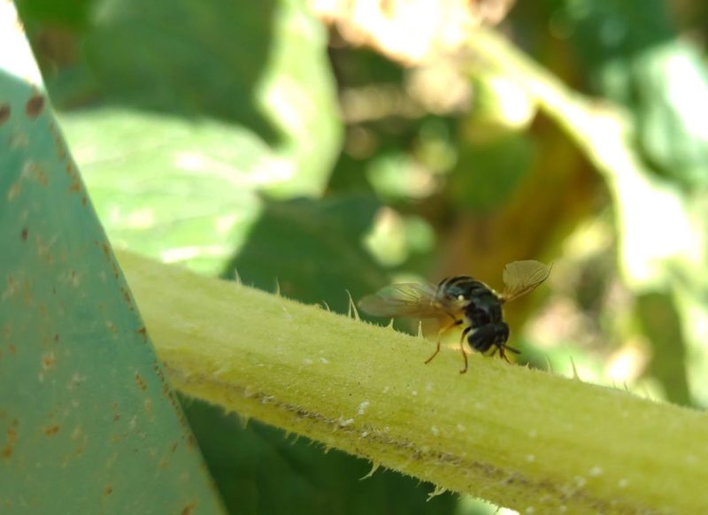 アブを前から見た画像です