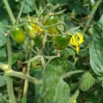 北見の気温2025/09/13