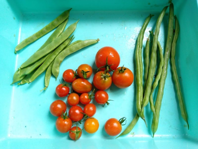 収穫した野菜の画像です