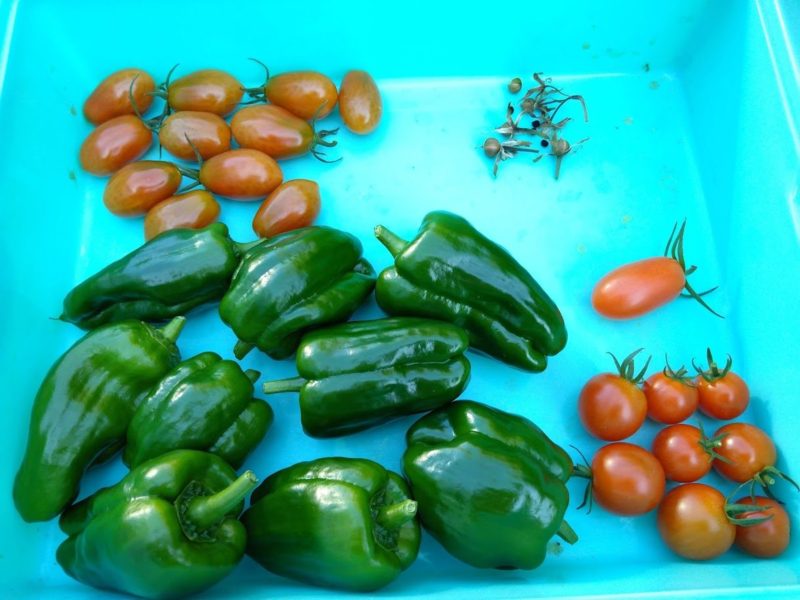 収穫した野菜の画像です