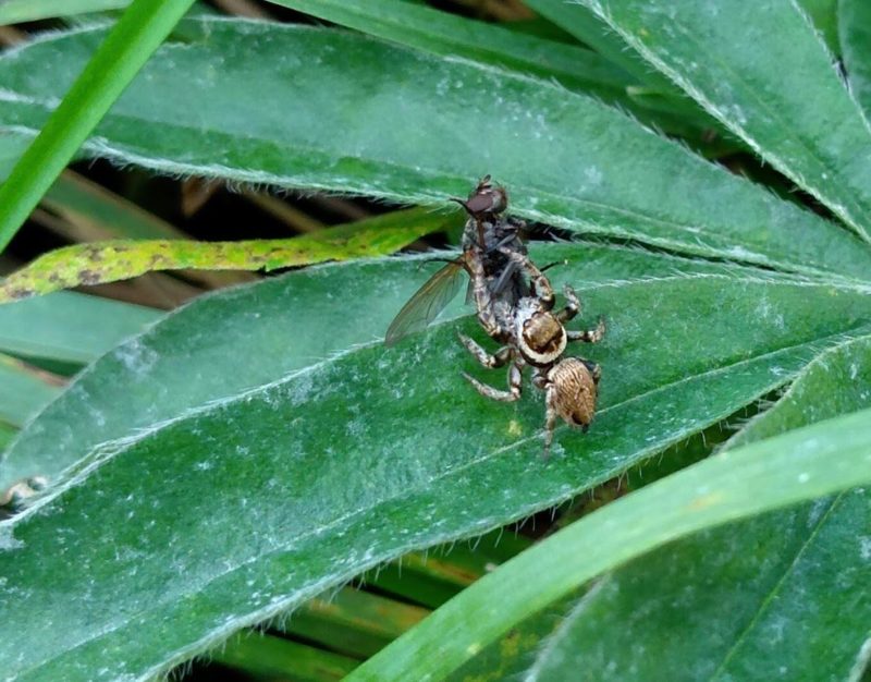 アブを抱えるハエトリグモの画像です