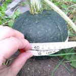 北見の気温2025/09/02