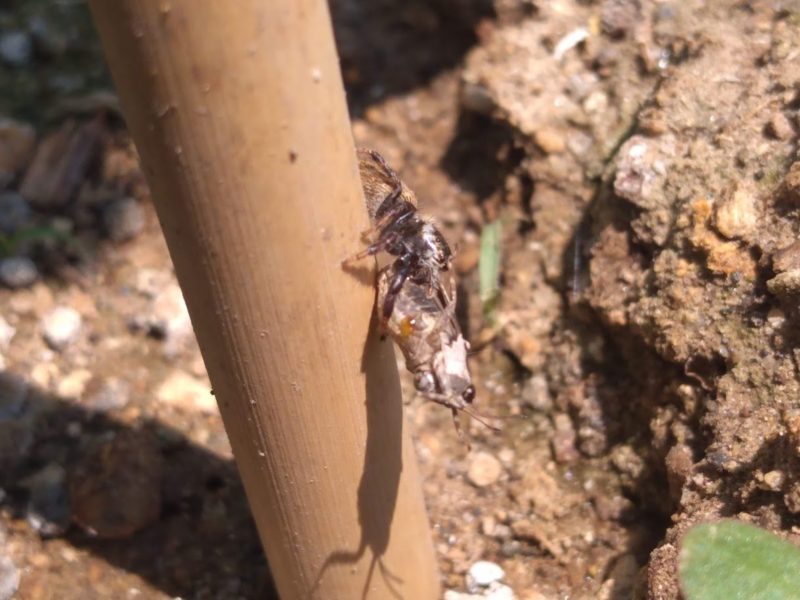 過去に撮影したヒシバッタを抱えるハエトリグモの画像です