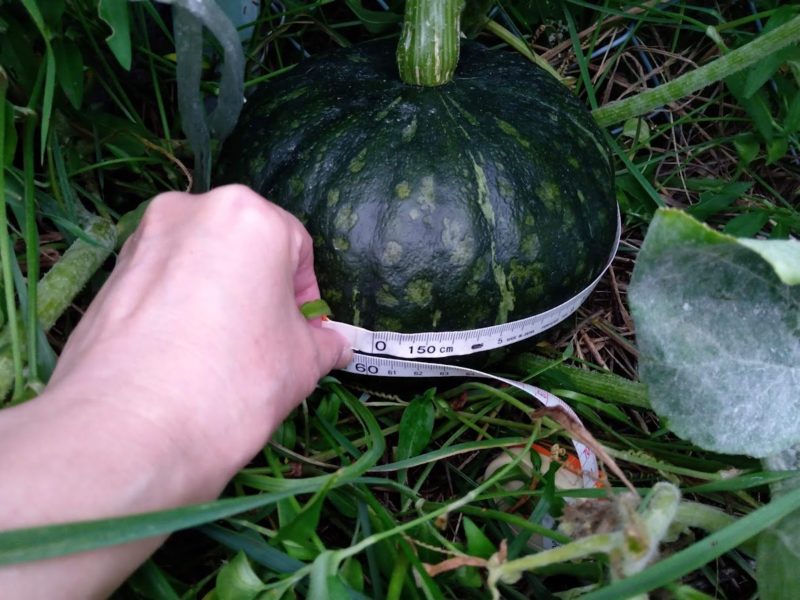 カボチャの大きさを測っている画像です