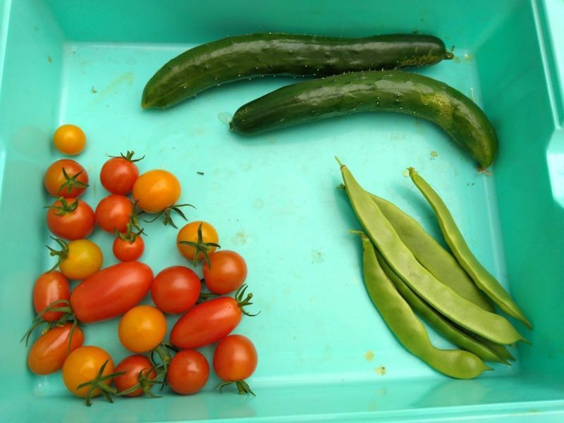 収穫した野菜の画像です