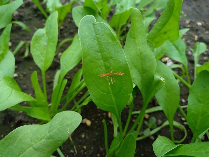 葉に蛾が止まっているホウレンソウの画像です