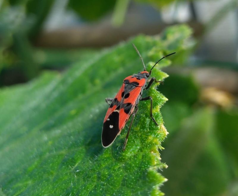 マダラナガカメムシの画像です