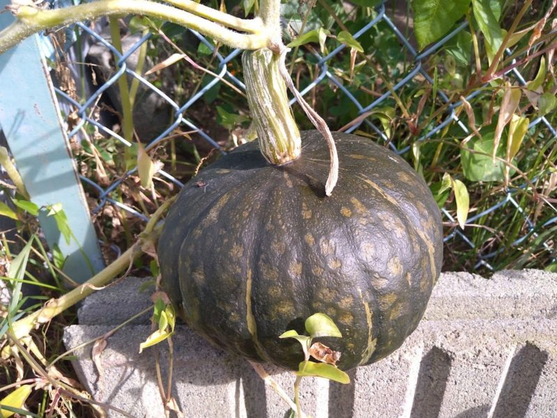 家庭菜園のカボチャの画像です