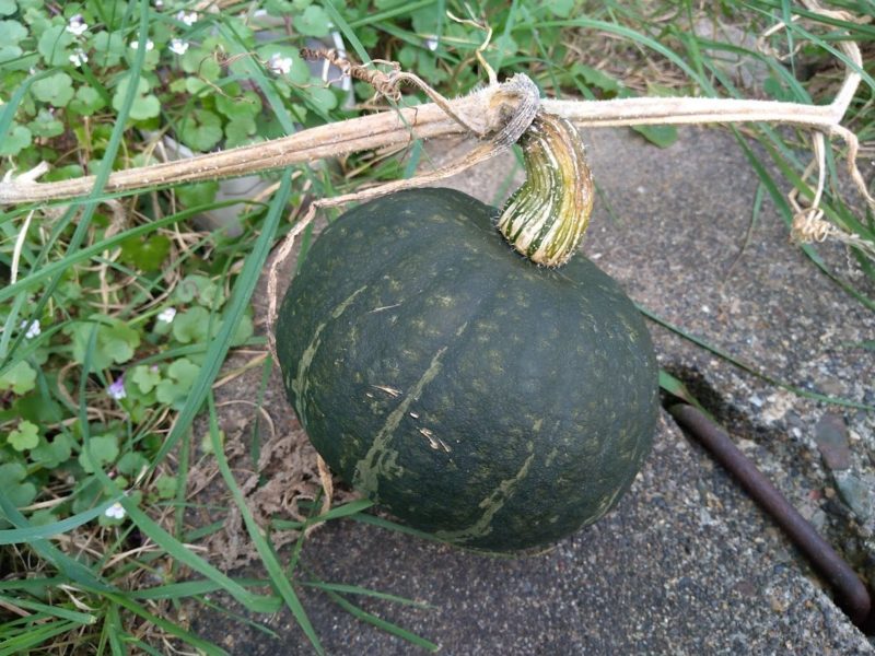 家庭菜園のカボチャの画像です