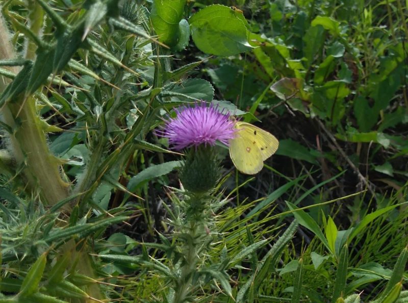 モンキチョウの画像です