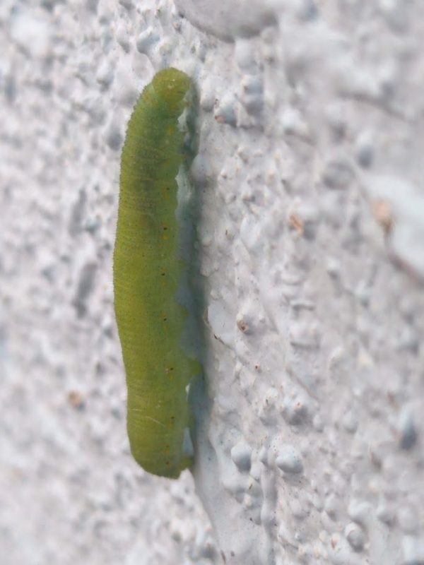 モンシロチョウの幼虫の画像です