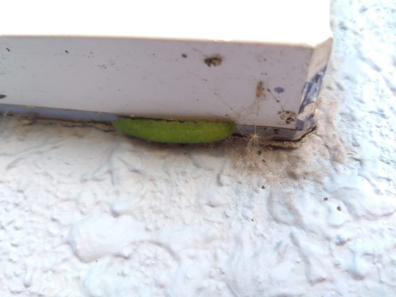 窓枠に沿ってじっとしているモンシロチョウの幼虫の画像です