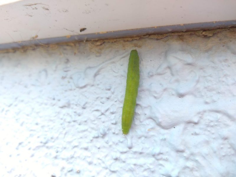 家の壁をよじ登るモンシロチョウの幼虫の画像です