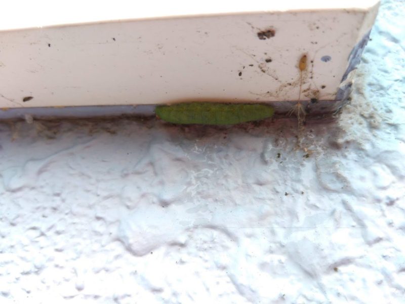 今日も変わりなく窓枠にいるモンシロチョウの幼虫の画像です