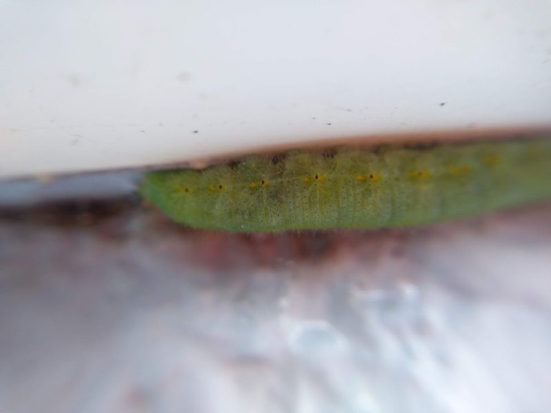 モンシロチョウの幼虫の拡大した画像です