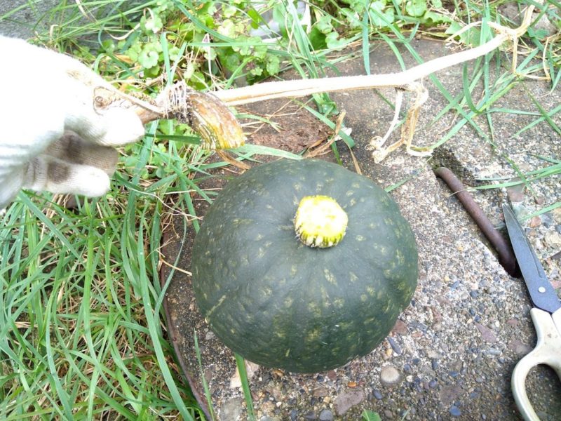 収穫したカボチャの画像です