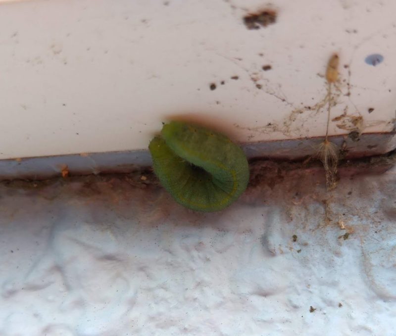 モンシロチョウの幼虫の画像です