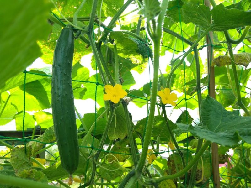 家庭菜園のキュウリの画像です