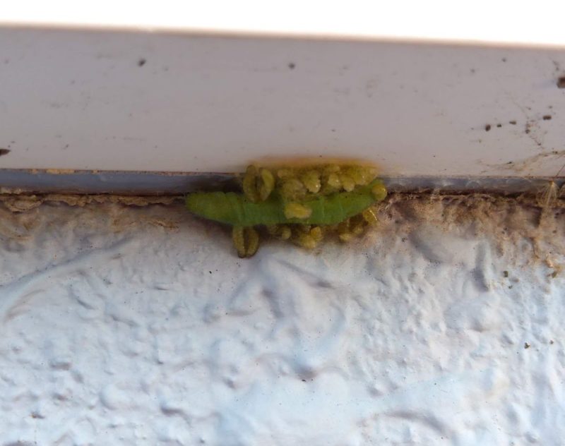 モンシロチョウの幼虫の体内から出てきたコマユバチの幼虫の画像です