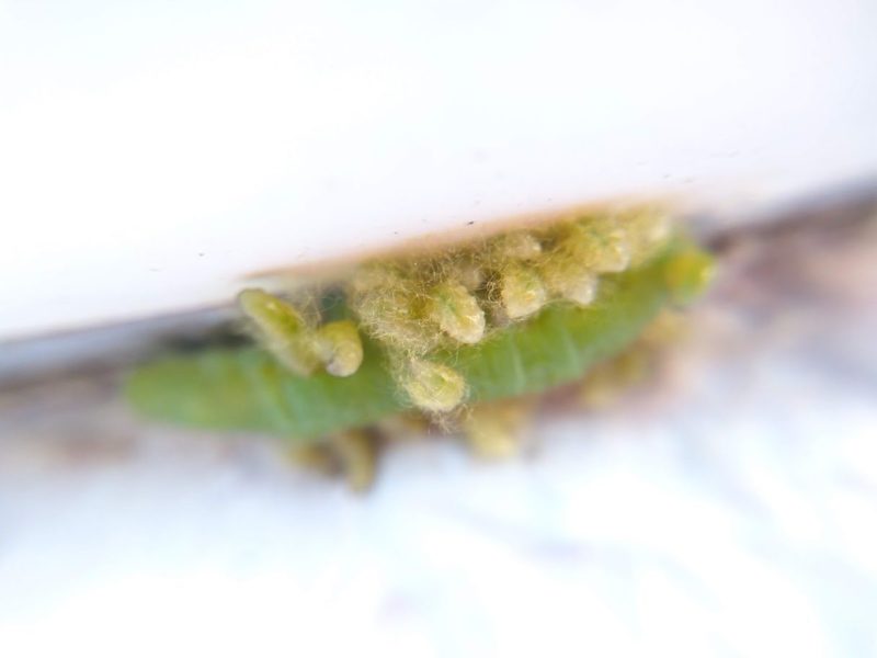 繭を作るコマユバチの幼虫の画像です