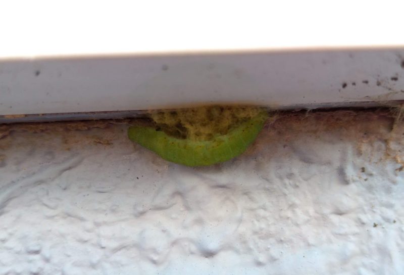 モンシロチョウの幼虫の体の下に繭の塊が出来上がった画像です