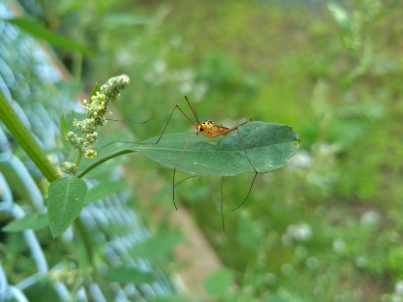 ガガンボの画像です