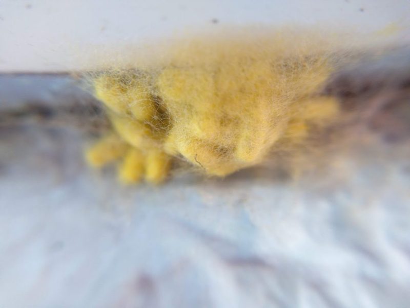 コマユバチの繭の画像です