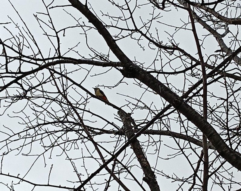 サクラの木の枝にとまるアカゲラの画像です