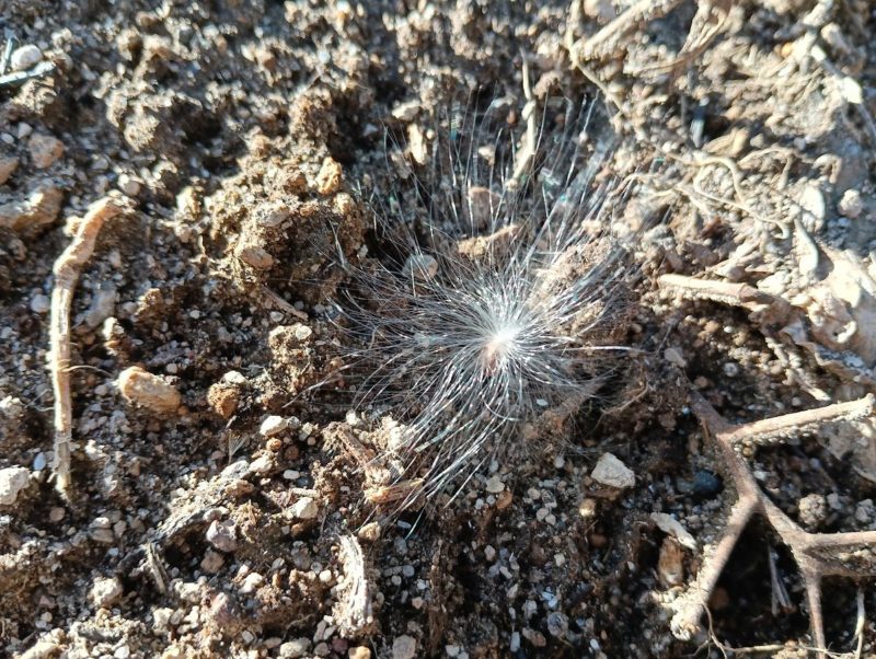 我が家に飛んできた謎の綿毛の画像です