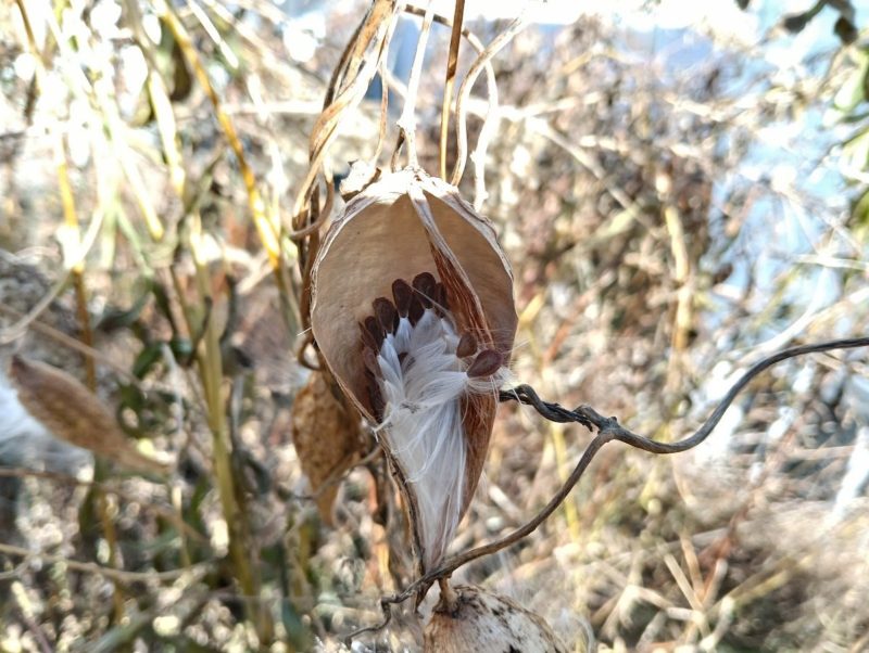 ガガイモの袋果の中の種子の様子です