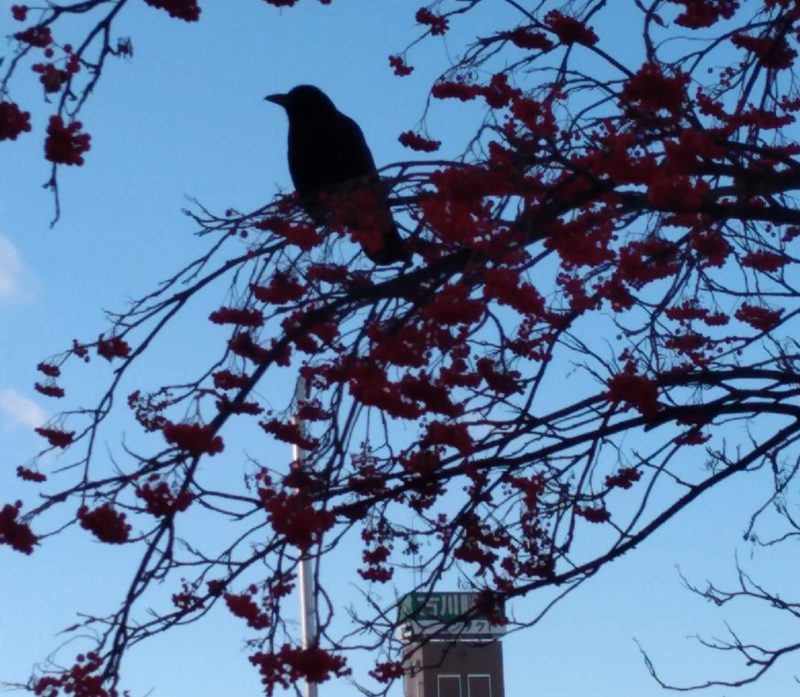 昨年のナナカマドの木の画像です