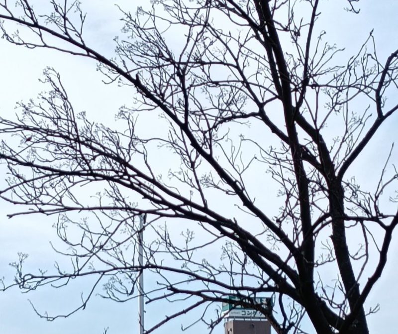 本日のナナカマドの木の画像です