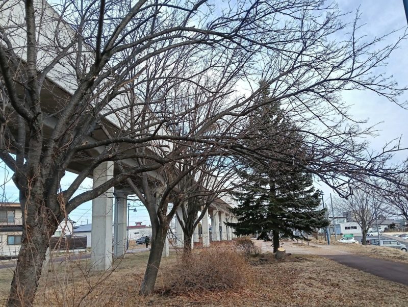 柏陽駅付近のナナカマドの木の画像です