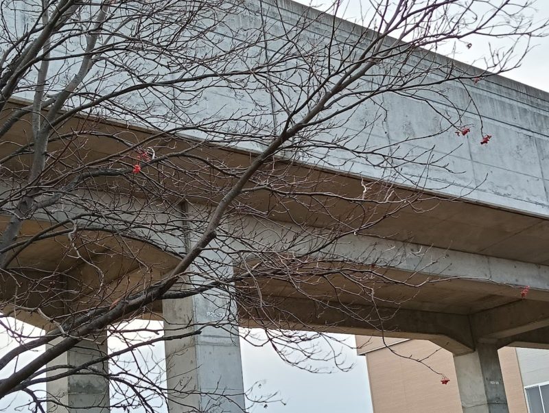 本日のナナカマドの木の画像です