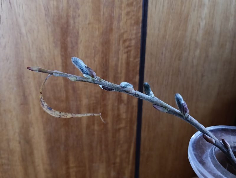 花瓶に挿した拾ったヤナギの枝の画像です