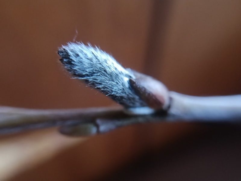 ヤナギの絹毛の画像です