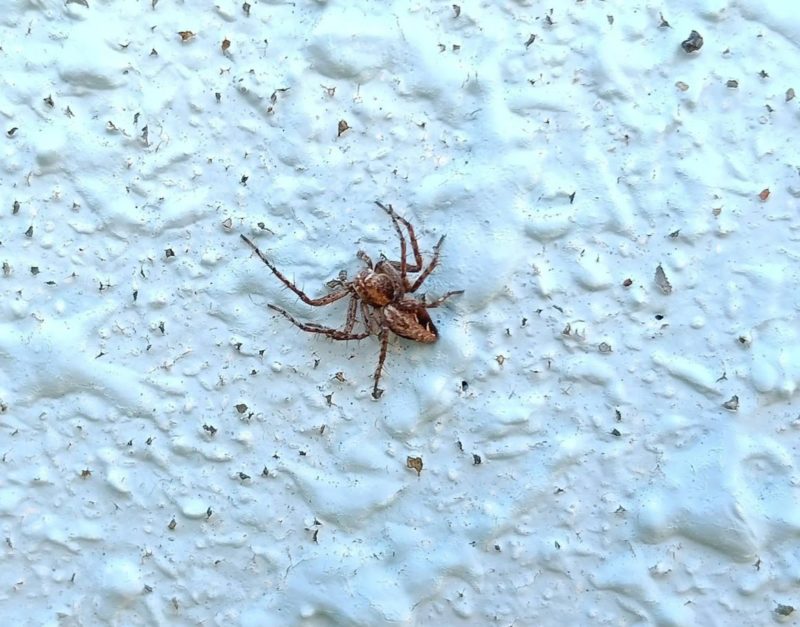 １１/１２に見かけたクモの画像です